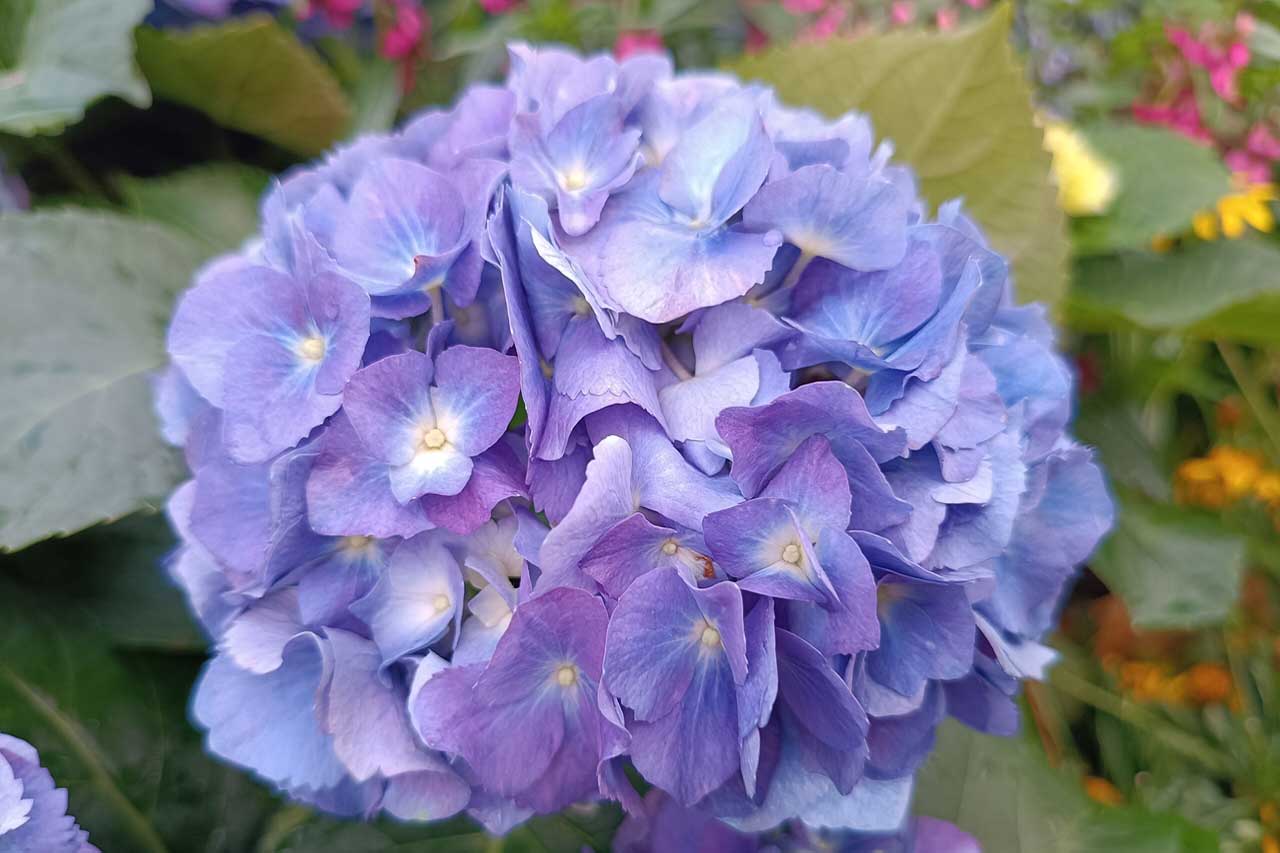 Flower gardens blooming in Victoria BC