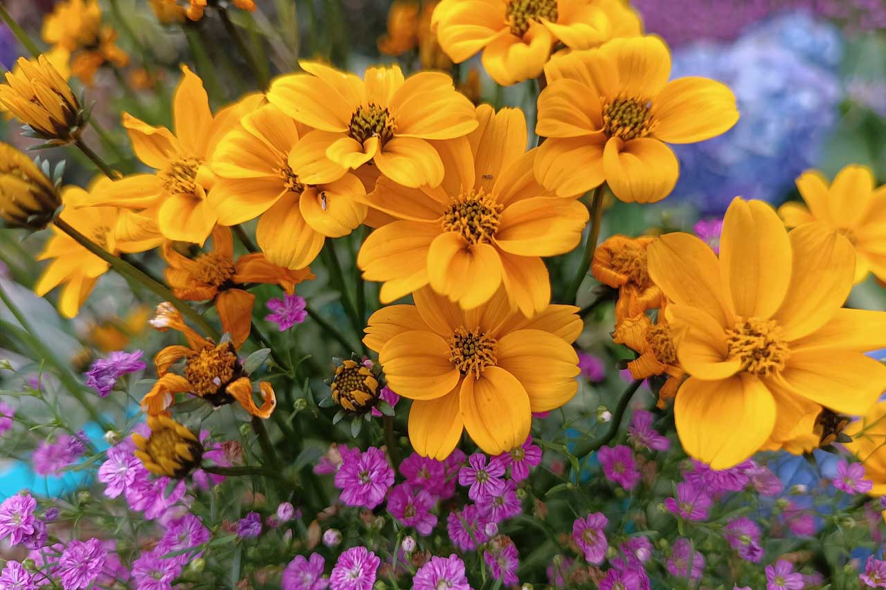 Colourful flowers in Victoria BC, known as the Garden City